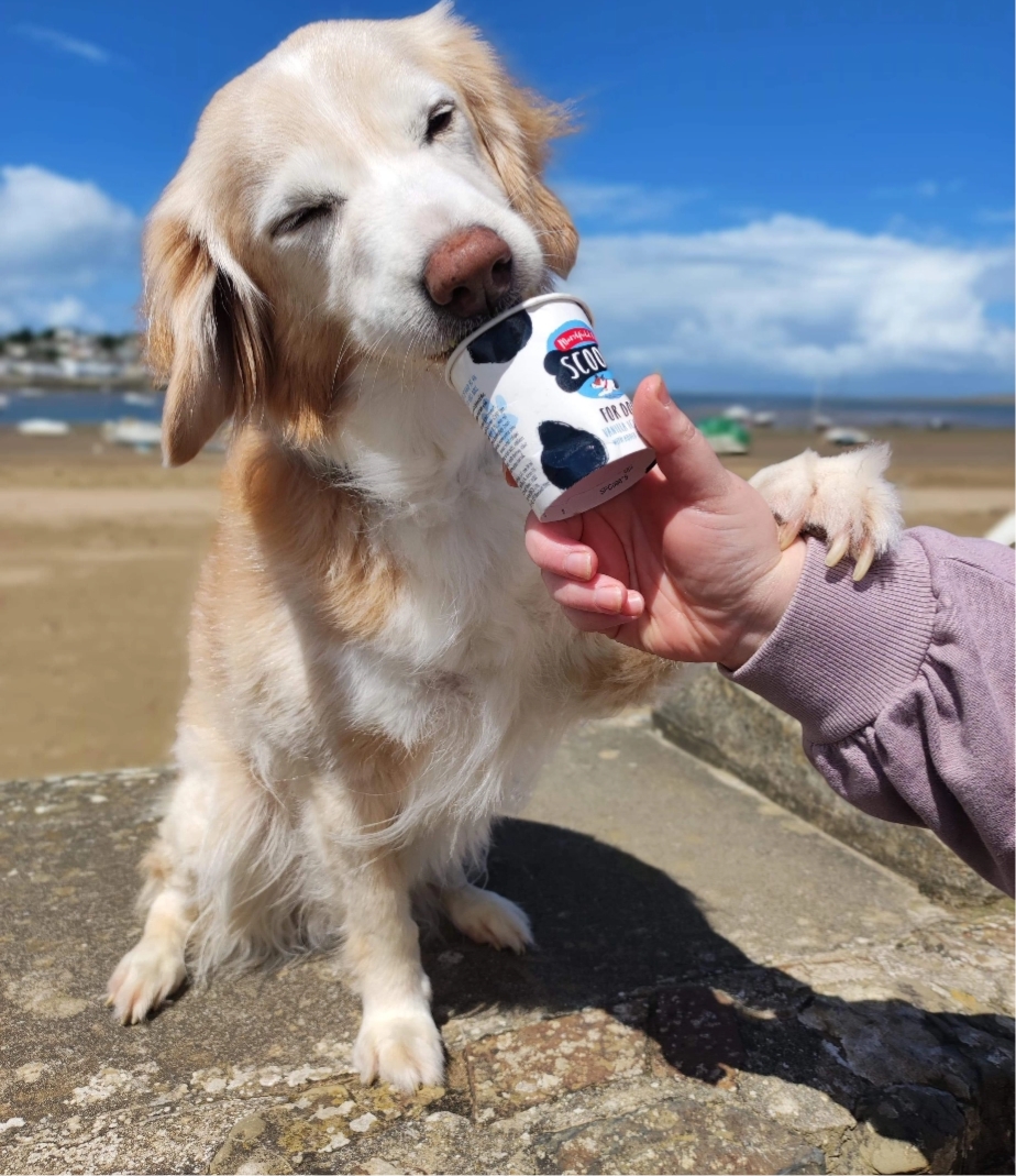 dog and icream